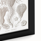 Modern Wall Art: Ernst Haeckel’s Intricate Crinoidea Illustration