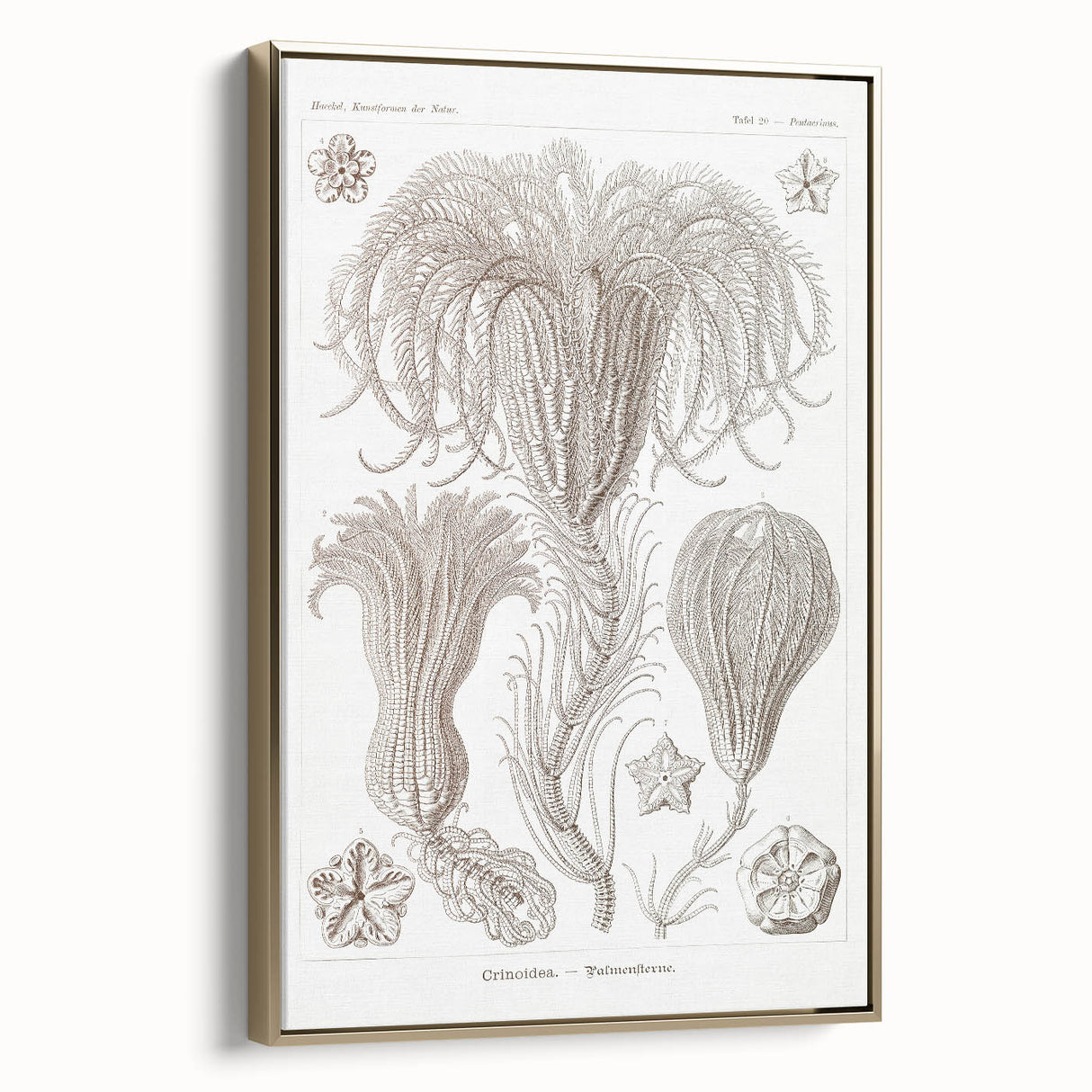 Modern Wall Art: Ernst Haeckel’s Intricate Crinoidea Illustration
