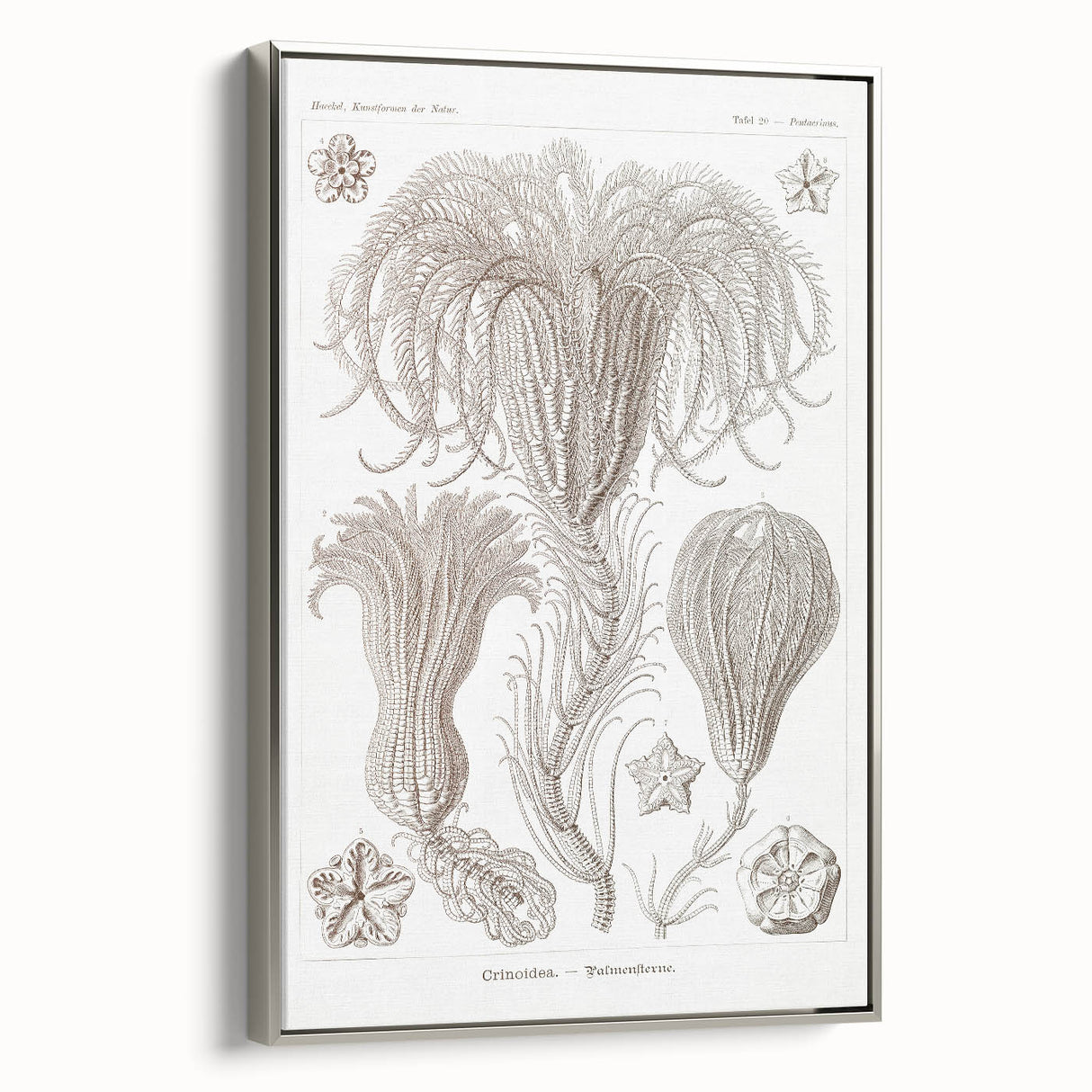 Modern Wall Art: Ernst Haeckel’s Intricate Crinoidea Illustration