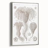 Modern Wall Art: Ernst Haeckel’s Intricate Crinoidea Illustration