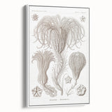 Modern Wall Art: Ernst Haeckel’s Intricate Crinoidea Illustration