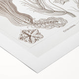 Modern Wall Art: Ernst Haeckel’s Intricate Crinoidea Illustration