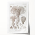 Modern Wall Art: Ernst Haeckel’s Intricate Crinoidea Illustration