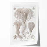 Modern Wall Art: Ernst Haeckel’s Intricate Crinoidea Illustration