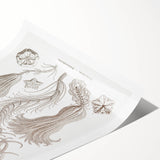 Modern Wall Art: Ernst Haeckel’s Intricate Crinoidea Illustration