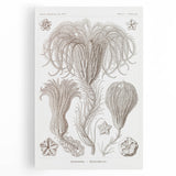 Modern Wall Art: Ernst Haeckel’s Intricate Crinoidea Illustration