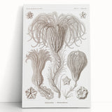 Modern Wall Art: Ernst Haeckel’s Intricate Crinoidea Illustration