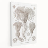 Modern Wall Art: Ernst Haeckel’s Intricate Crinoidea Illustration