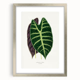 Romanticism Art: Alocasia Leaf Botanical Illustration Canvas Print