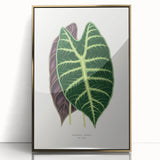Romanticism Art: Alocasia Leaf Botanical Illustration Canvas Print