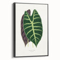 Romanticism Art: Alocasia Leaf Botanical Illustration Canvas Print