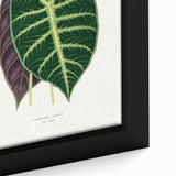 Romanticism Art: Alocasia Leaf Botanical Illustration Canvas Print