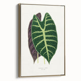 Romanticism Art: Alocasia Leaf Botanical Illustration Canvas Print
