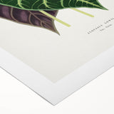 Romanticism Art: Alocasia Leaf Botanical Illustration Canvas Print