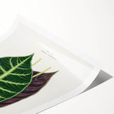 Romanticism Art: Alocasia Leaf Botanical Illustration Canvas Print