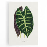 Romanticism Art: Alocasia Leaf Botanical Illustration Canvas Print