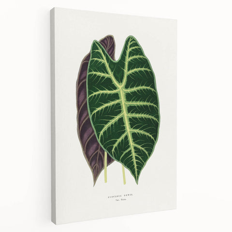 Romanticism Art: Alocasia Leaf Botanical Illustration Canvas Print