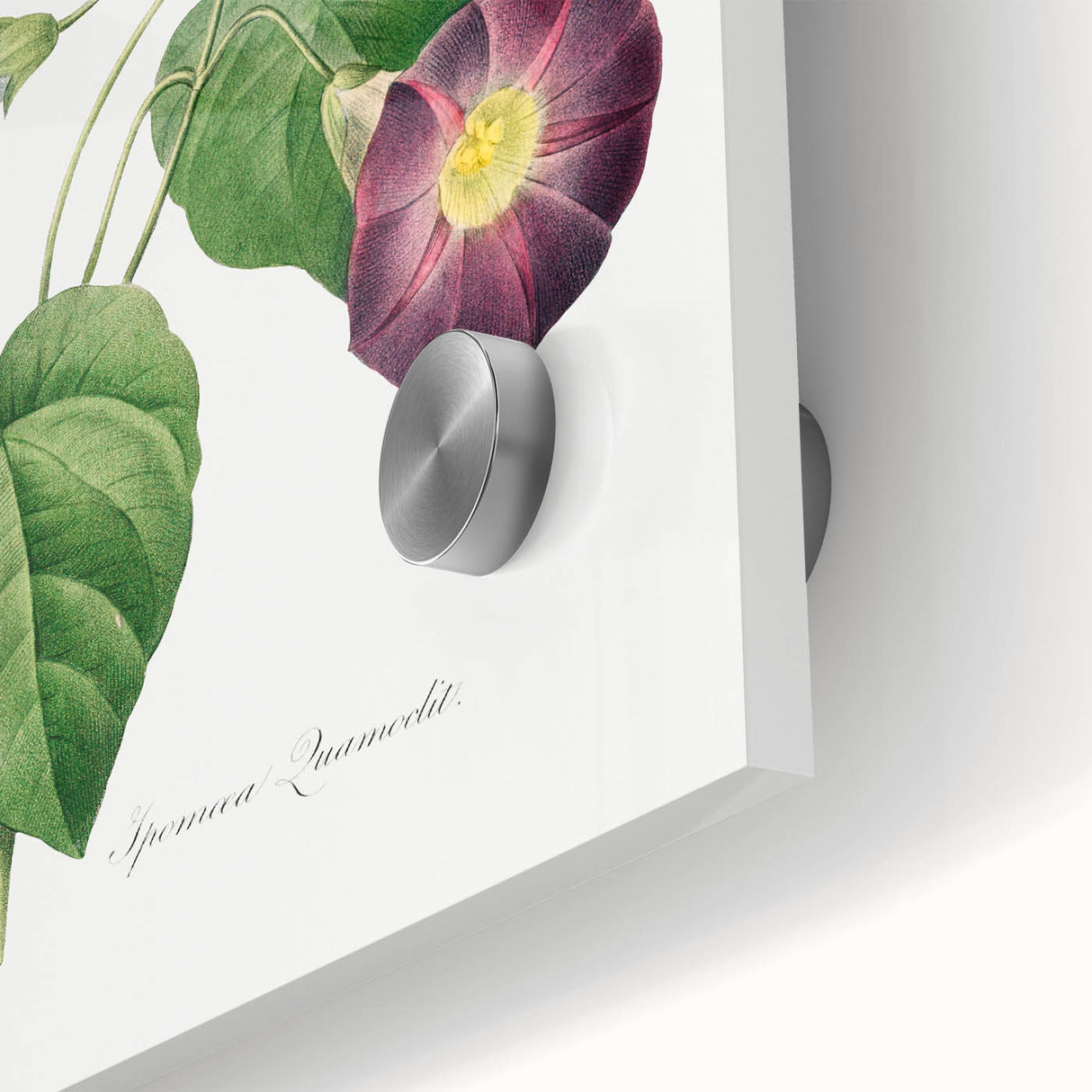 Neoclassical Morning Glory Star-Glory Floral Art Print