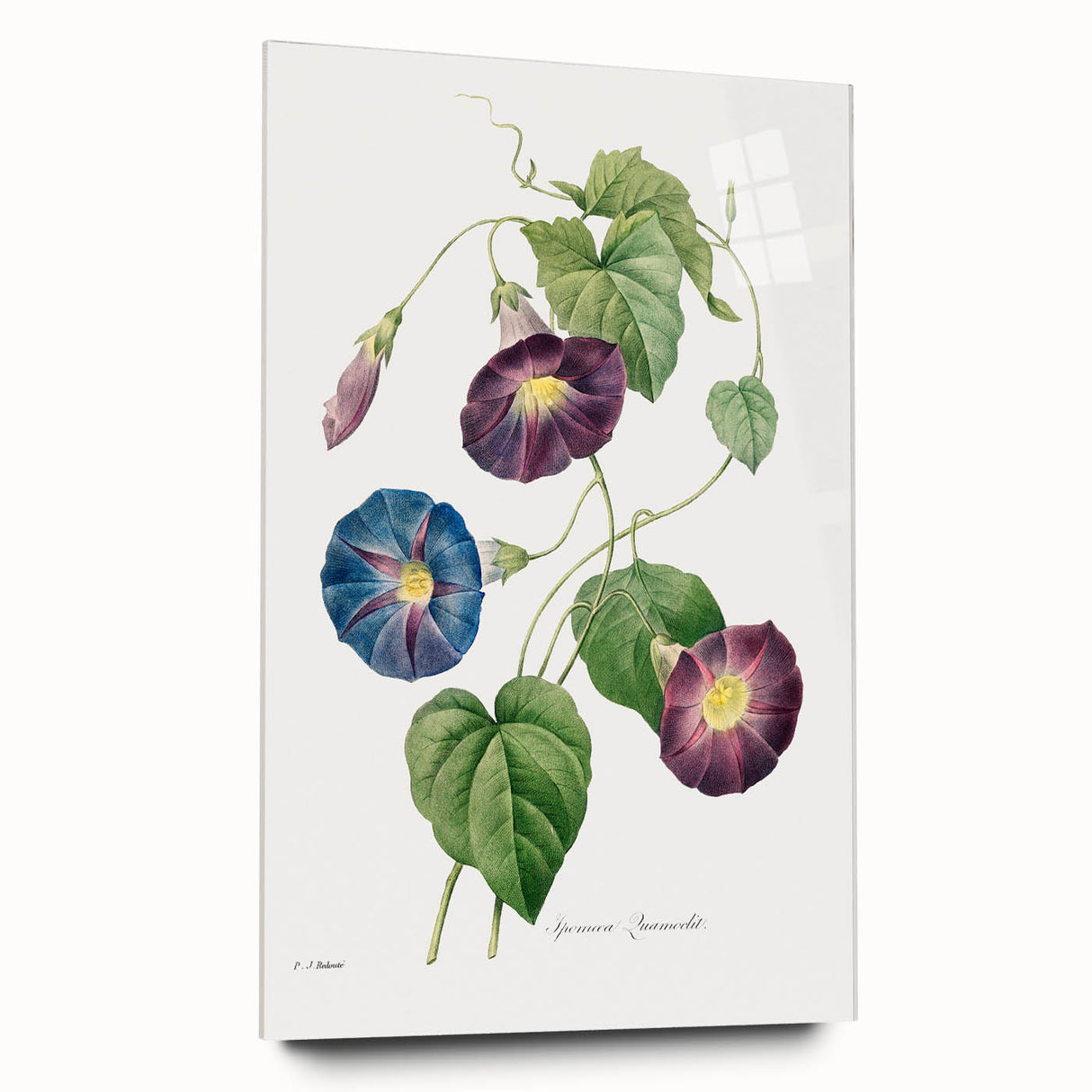 Neoclassical Morning Glory Star-Glory Floral Art Print
