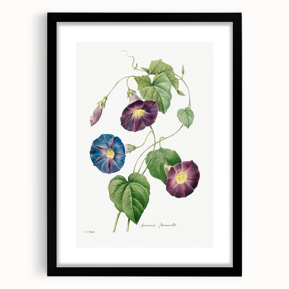 Neoclassical Morning Glory Star-Glory Floral Art Print