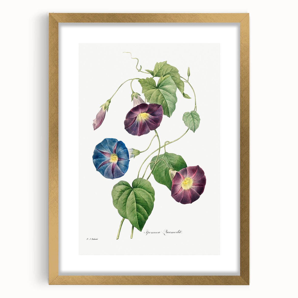 Neoclassical Morning Glory Star-Glory Floral Art Print