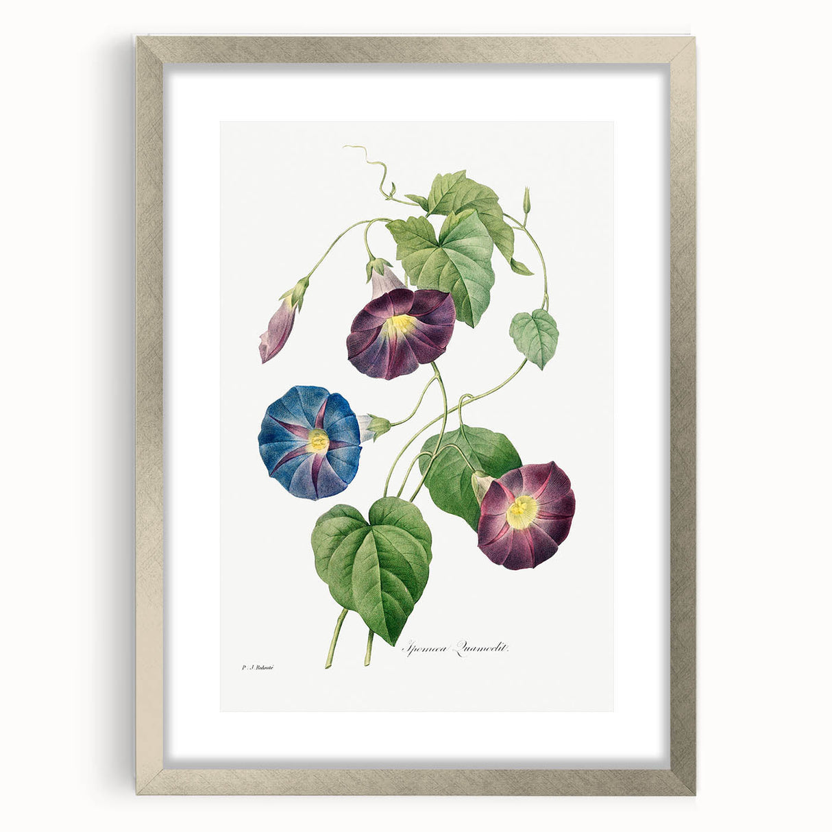 Neoclassical Morning Glory Star-Glory Floral Art Print