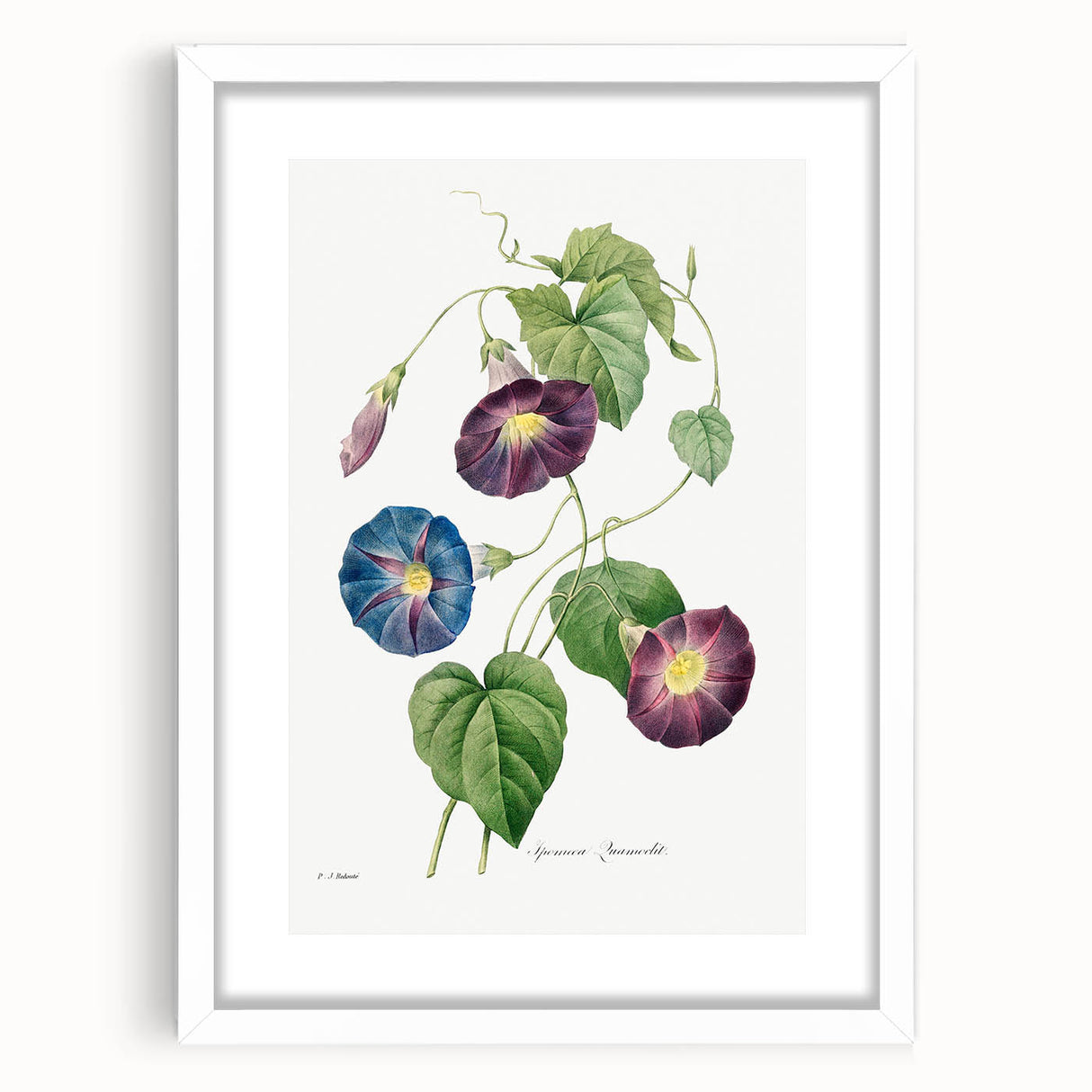 Neoclassical Morning Glory Star-Glory Floral Art Print