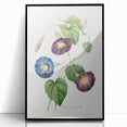 Neoclassical Morning Glory Star-Glory Floral Art Print