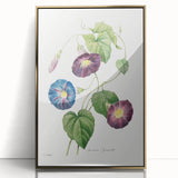 Neoclassical Morning Glory Star-Glory Floral Art Print
