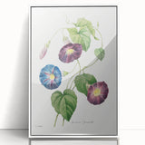 Neoclassical Morning Glory Star-Glory Floral Art Print