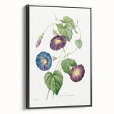 Neoclassical Morning Glory Star-Glory Floral Art Print