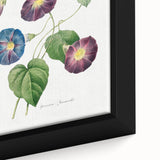 Neoclassical Morning Glory Star-Glory Floral Art Print