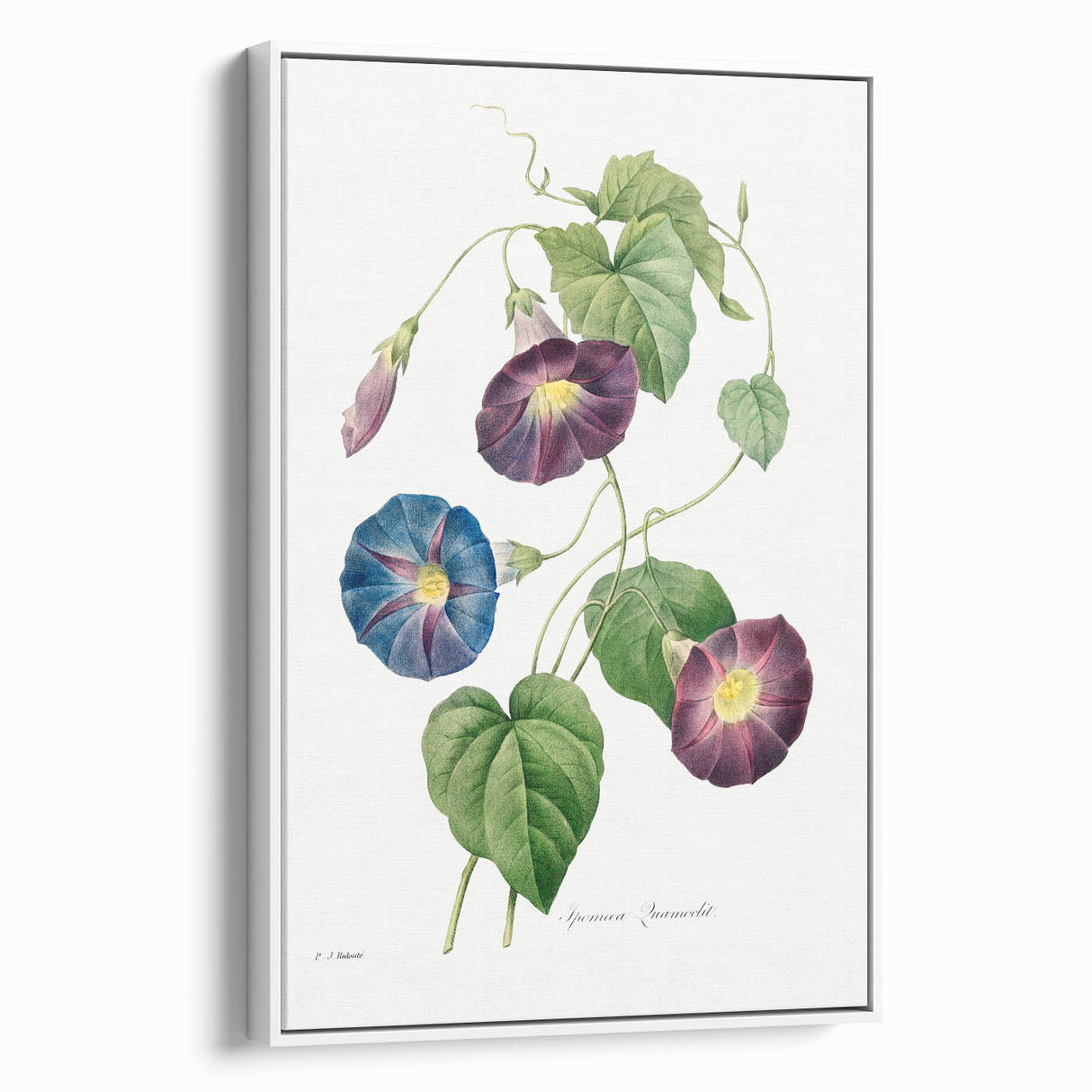Neoclassical Morning Glory Star-Glory Floral Art Print