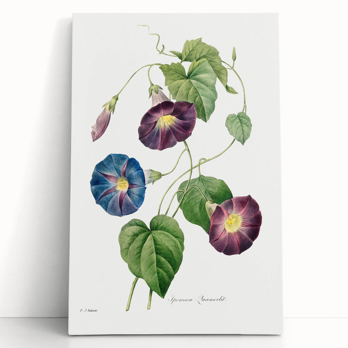 Neoclassical Morning Glory Star-Glory Floral Art Print