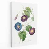 Neoclassical Morning Glory Star-Glory Floral Art Print