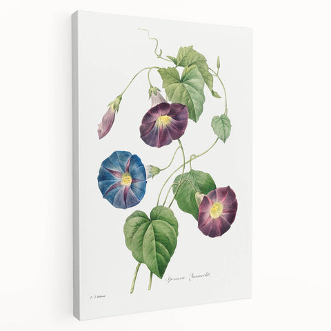 Neoclassical Morning Glory Star-Glory Floral Art Print