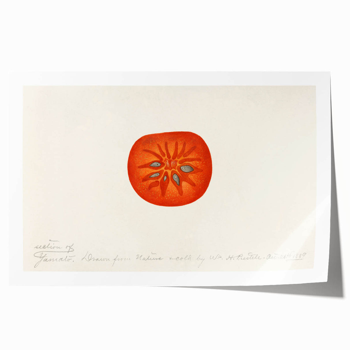 Rolled canvas print featuring an assortment of fruits in vibrant colors, suitable for art wall dining room.