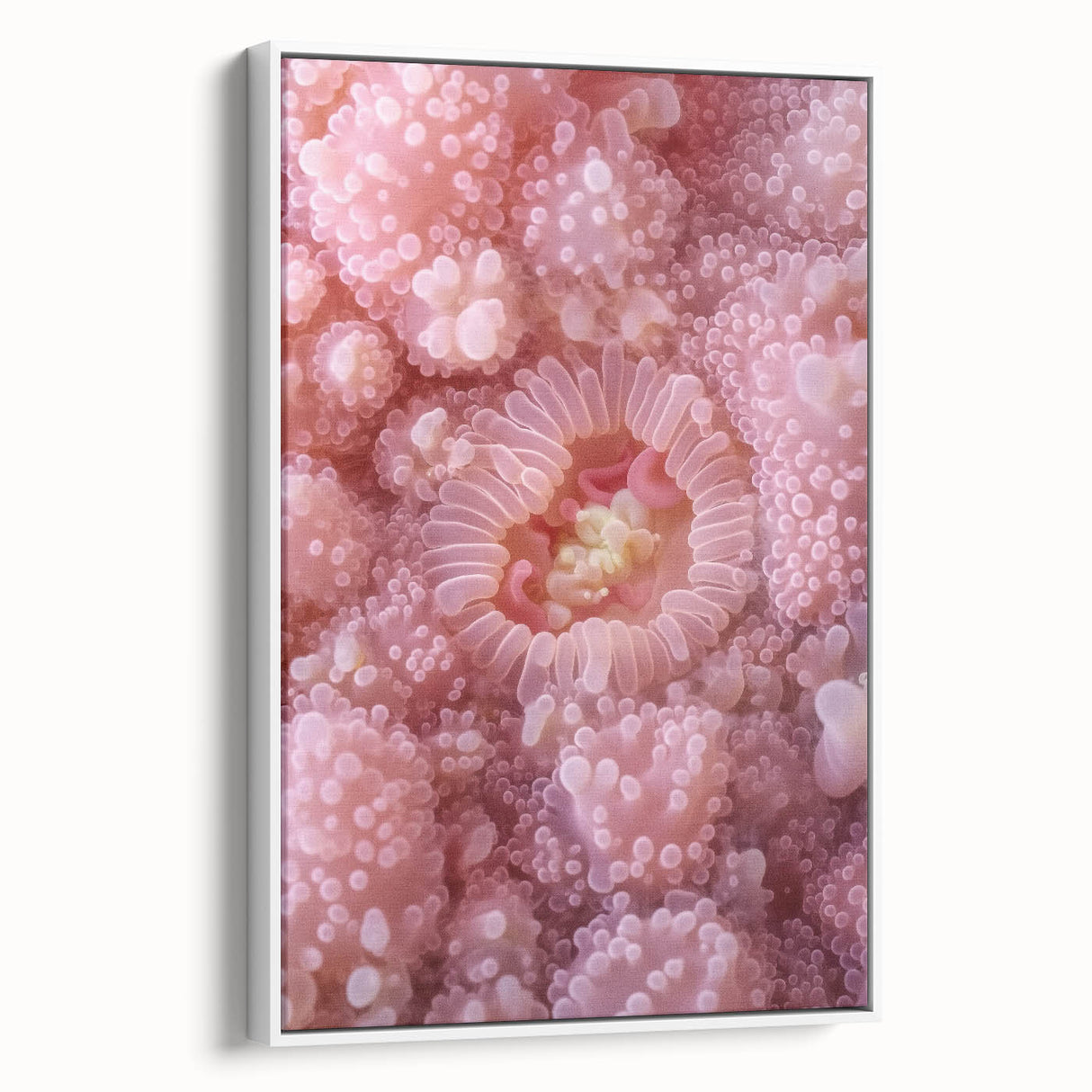 Vintage poster art of colorful nature elements on a white-framed canvas, ideal for living room decor.