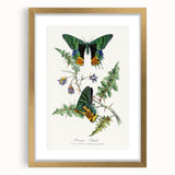 Romanticism Art: Vibrant Butterfly Illustration Canvas Print