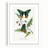 Romanticism Art: Vibrant Butterfly Illustration Canvas Print