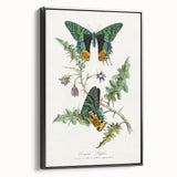 Romanticism Art: Vibrant Butterfly Illustration Canvas Print