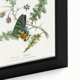 Romanticism Art: Vibrant Butterfly Illustration Canvas Print