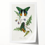 Romanticism Art: Vibrant Butterfly Illustration Canvas Print