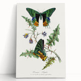 Romanticism Art: Vibrant Butterfly Illustration Canvas Print