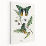 Romanticism Art: Vibrant Butterfly Illustration Canvas Print