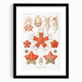 Modern Wall Art: Asteridea Design in Vibrant Coral Tones