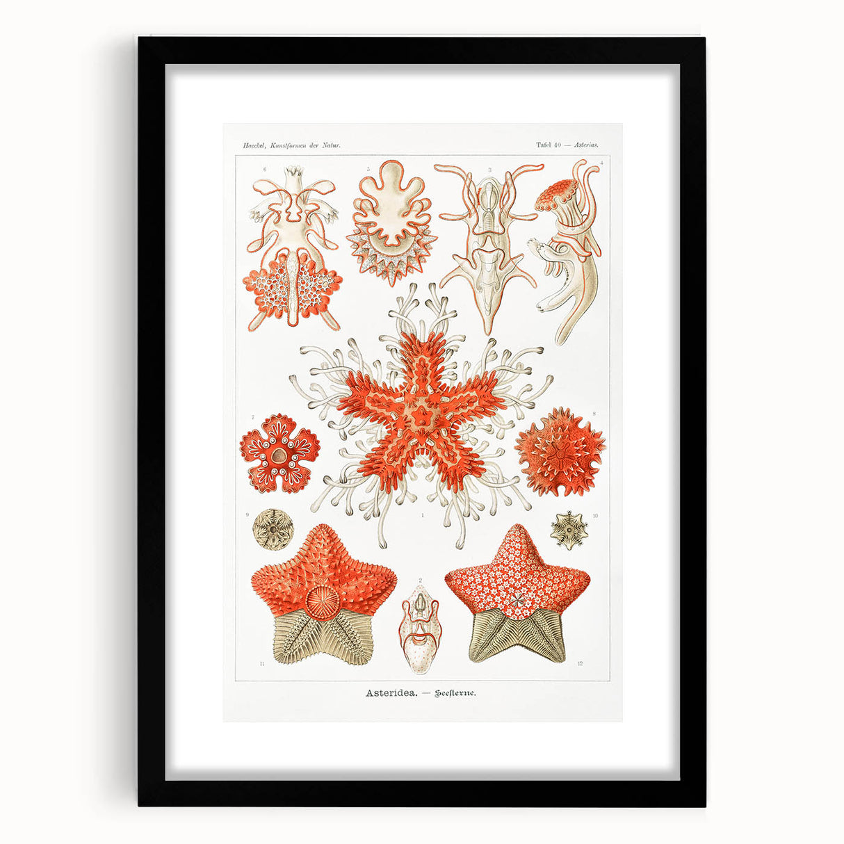 Modern Wall Art: Asteridea Design in Vibrant Coral Tones