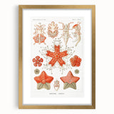 Modern Wall Art: Asteridea Design in Vibrant Coral Tones