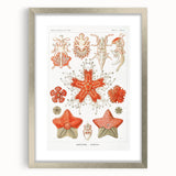 Modern Wall Art: Asteridea Design in Vibrant Coral Tones