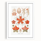 Modern Wall Art: Asteridea Design in Vibrant Coral Tones